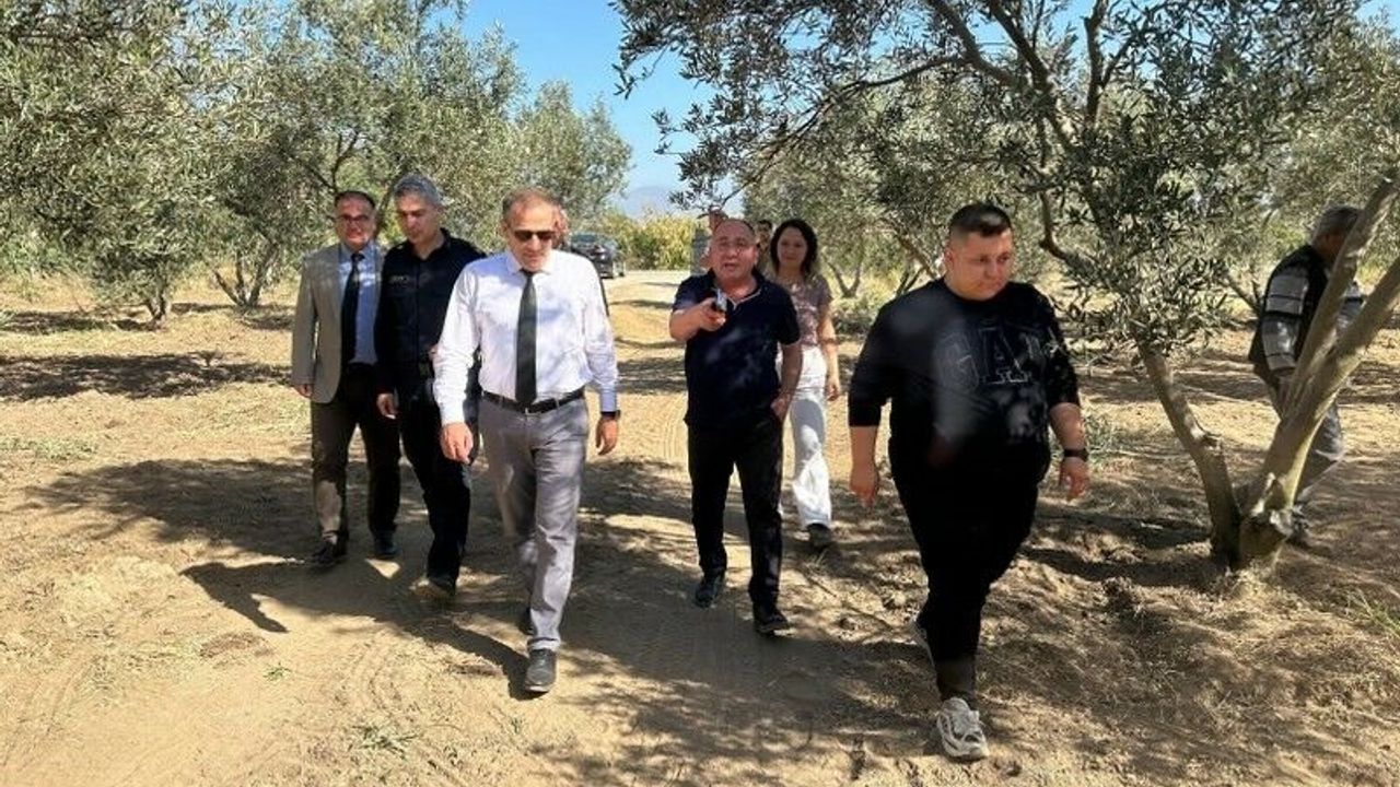 Kaymakam İlyas Memiş, Çoruk Mahallesi’nde zeytin hasadına katıldı