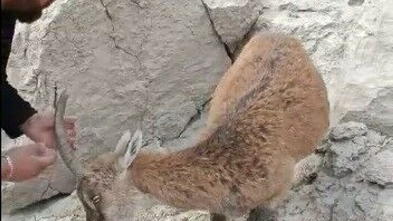 Ayakları balçığa saplanan dağ keçisi kurtarıldı

