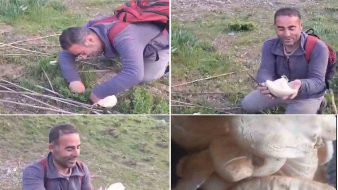 Bitlis’te dağ mantarı çıkmaya başladı