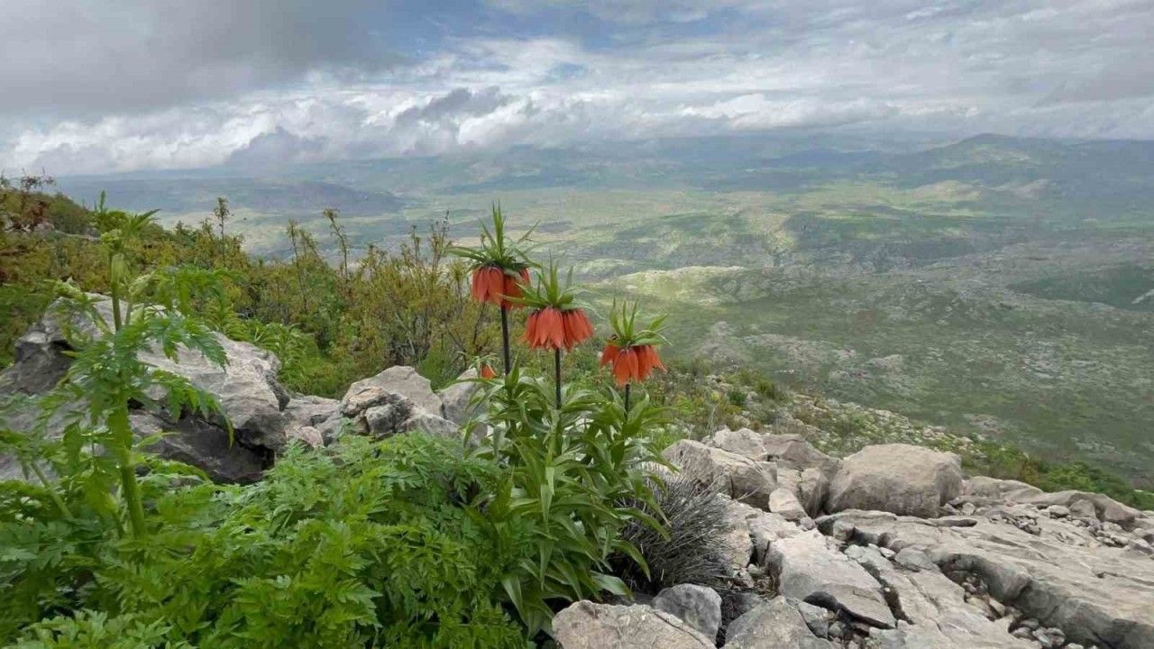Diyarbakır’da ’ters lale’ fotoğraflandı