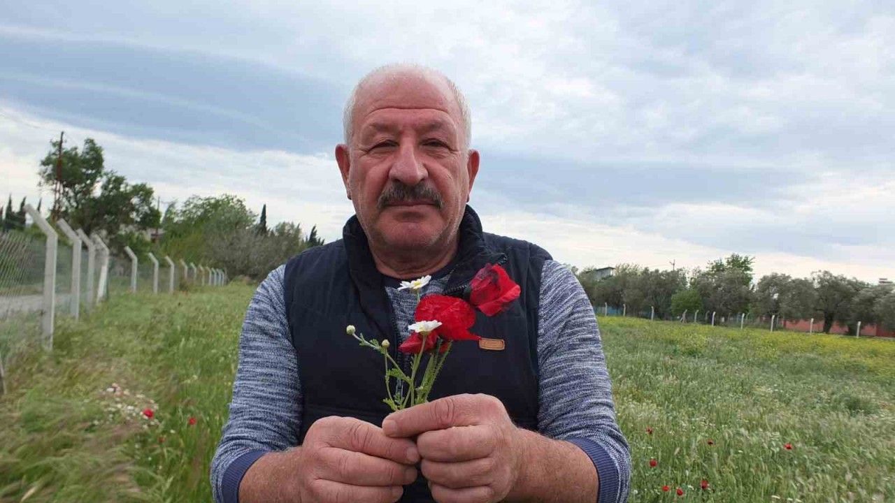 Burhaniye’de tarlalar gelincik açtı