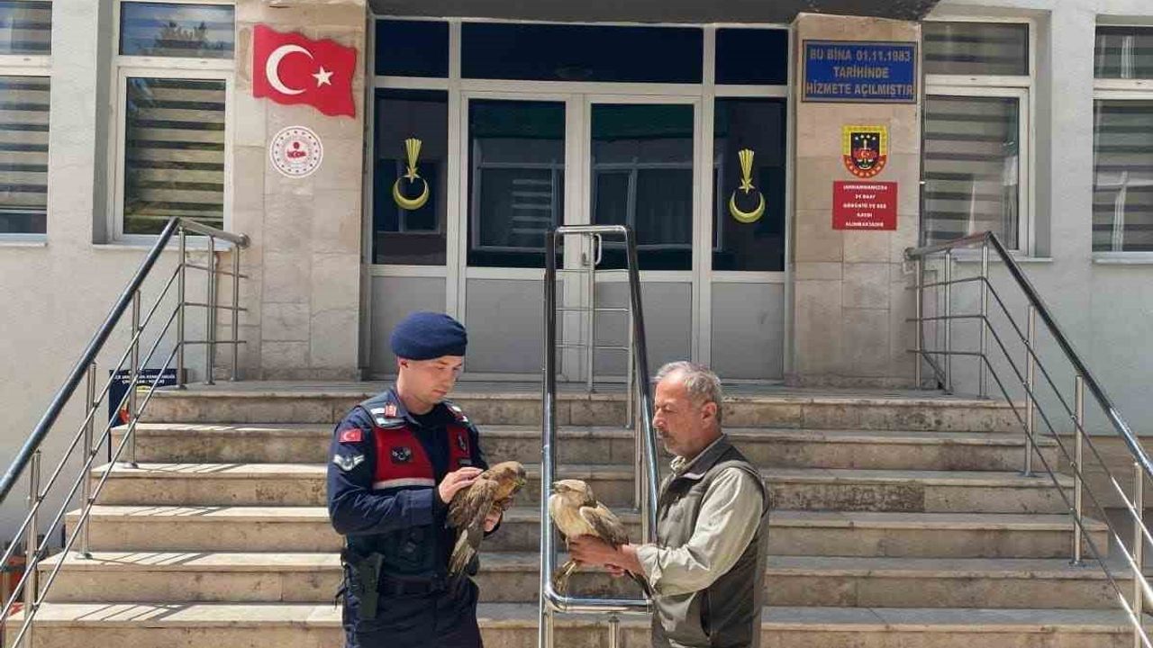 Doğada bulunan yaralı şahinler tedavi altına alındı