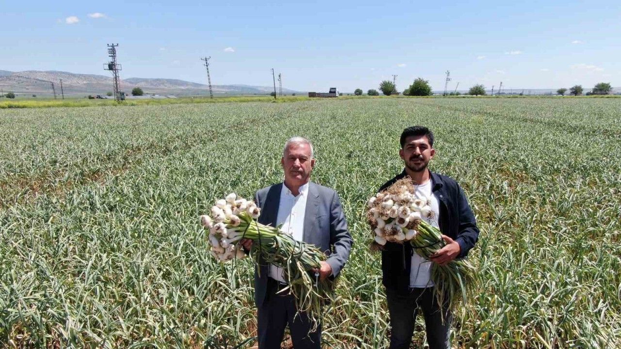 Gaziantep’te AB tescilli Araban sarımsağının hasadı başladı