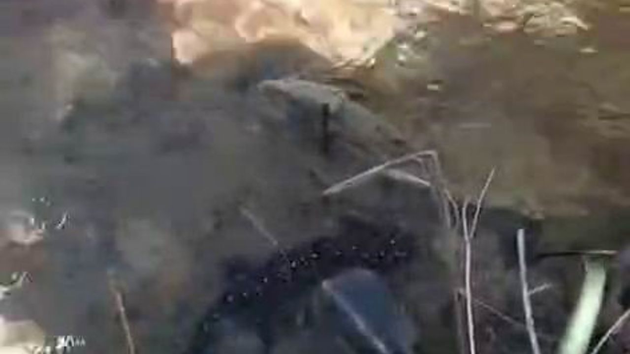 Tunceli’de nesli tehdit altındaki benekli semender görüntülendi