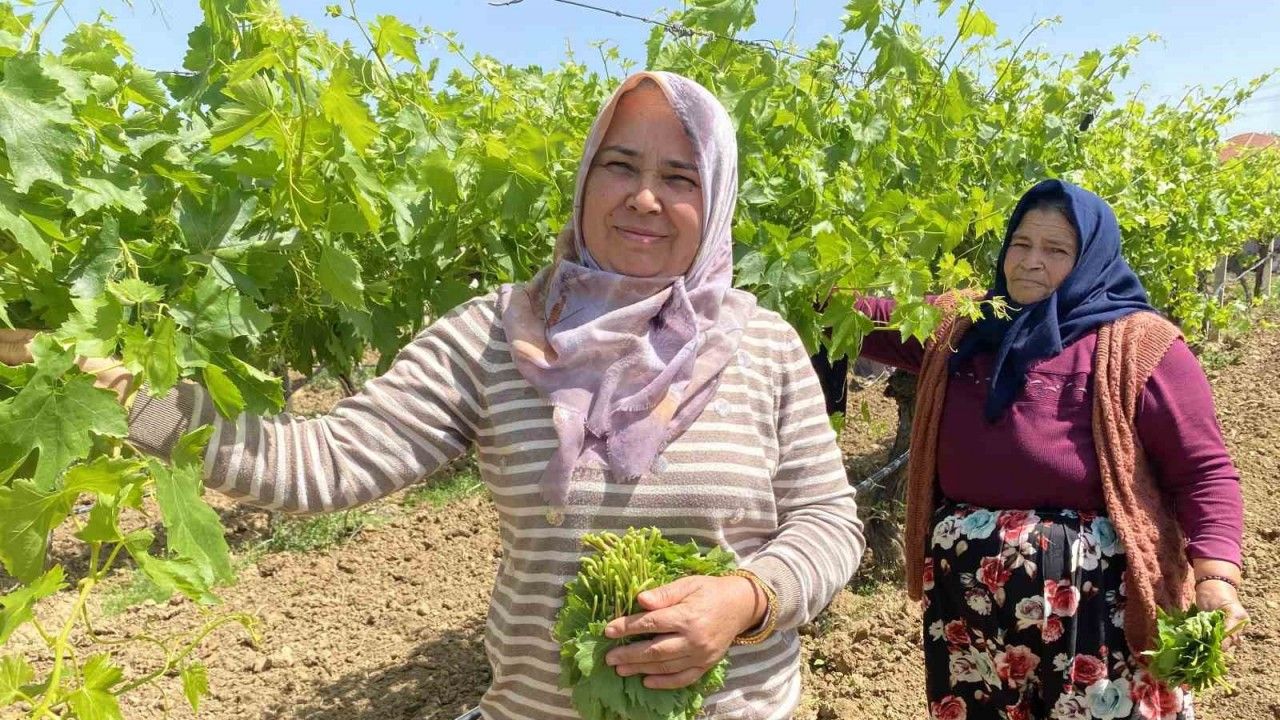 Yaprağı meyvesinden daha çok kazandırıyor