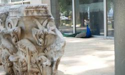 Antalya Arkeoloji Müzesi’nin renkli nöbetçileri tavus kuşları