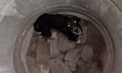 Erzin’de kuyuya düşen köpeği itfaiye kurtardı