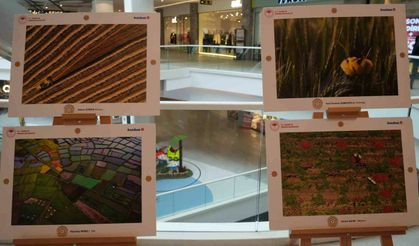 En iyi tarım fotoğrafları beğeniye sunuldu
