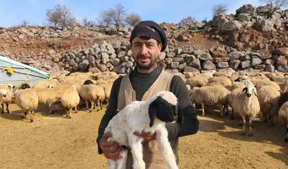 Şap tedirginliği yaşayan üreticiler 24 saat kuzu nöbeti tutuyor
