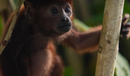 Kolombiya’da Yasa Dışı Hayvan Ticaretine Operasyon: 4 Aylık Uluyan Maymun Koruma Altına Alındı