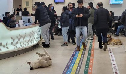 Sağlık Bakanlığı’ndan Yeni Talimat Hayvanlara Giriş Yasağı