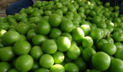 Mersin'in Silifke İlçesinde Örtü Altı Erik Hasadı Başladı: Kilosu 2.250 TL'den Dubai ve Katar'a İhraç Ediliyor