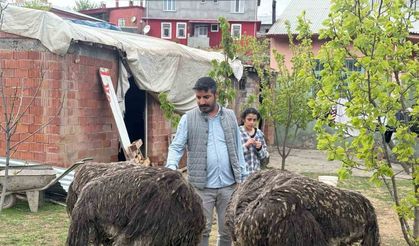 Deve kuşları Tuzluca’nın yeni maskotları oldu
