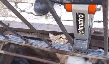 Mazgala sıkışan kediyi itfaiye kurtardı