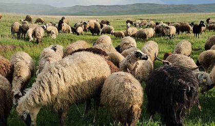 Adilcevaz’da yayla zamanı: Besiciler 7 aylık göçe başladı