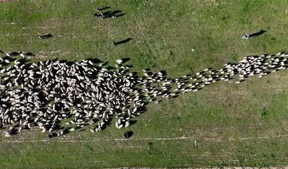 Ahlat’ta koyun ve kuzuların buluşması havadan görüntülendi