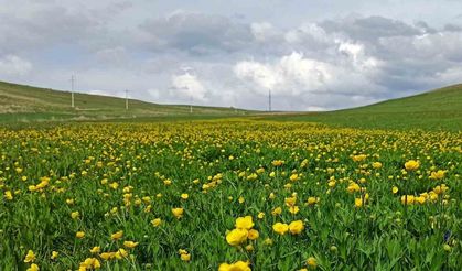 Ahlat’ta ovalar düğün çiçekleri ve mor sümbüllerle şenlendi