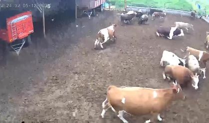 Amasya’da ineklerin depreme yakalandığı anlar kamerada