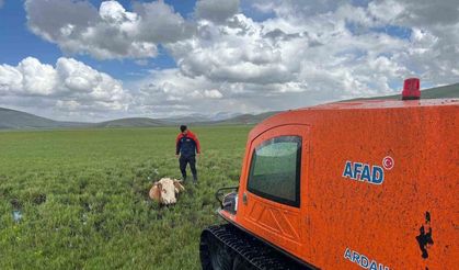 Bataklığa saplanan inek böyle kurtarıldı