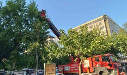 Batman’da ağaçtan düşen yavru kargalar itfaiye ekiplerince yuvaya bırakıldı