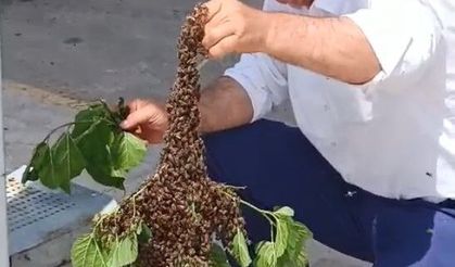 Batman’da otobüs durağında arı paniği