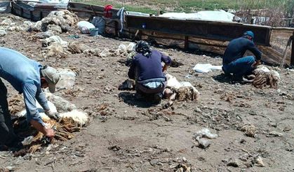 Batman’da yaylada kalan göçerler peynir üretiyor