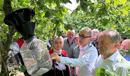 Kahverengi Kokarca için 145 tuzak asıldı