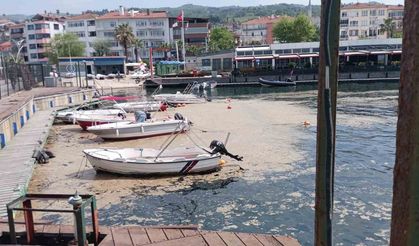 Karamürsel sahili müsilajla kaplandı