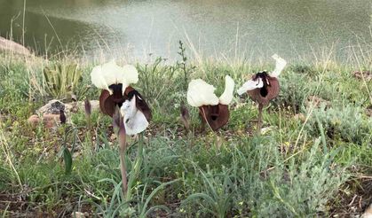 Kars’ta ‘kurt kulağı’ çiçeği göz kamaştırdı