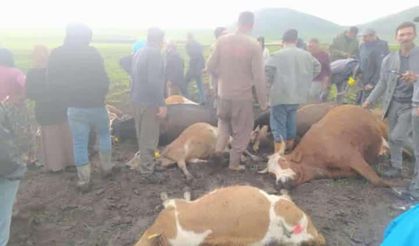 Kars’ta sürünün üzerine yıldırım düştü: 2 çoban yaralandı, 10 hayvan telef oldu