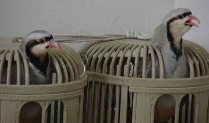 Keklik kafesi geçim kaynağı oldu