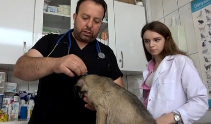 Kenelerin evcil hayvanlarla yayılmasına karşı uyarı