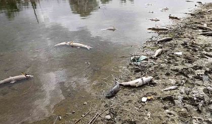 Kızılırmak Nehri’nde elektrik akımıyla avlanan şahıslar onlarca balığı telef etti