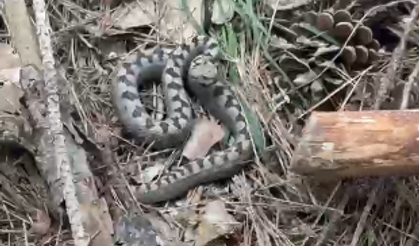 Nadir görülen zehirli boynuzlu engerek yılanı Bolu’da görüntülendi