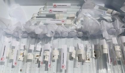 Salihli’de 3 bin ‘Samuray Arıcığı’ doğaya salındı