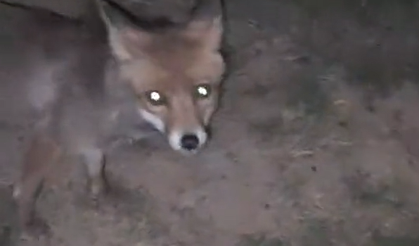 Yalova’da ormanlık alanda insanların yanına gelen tilki kamerada