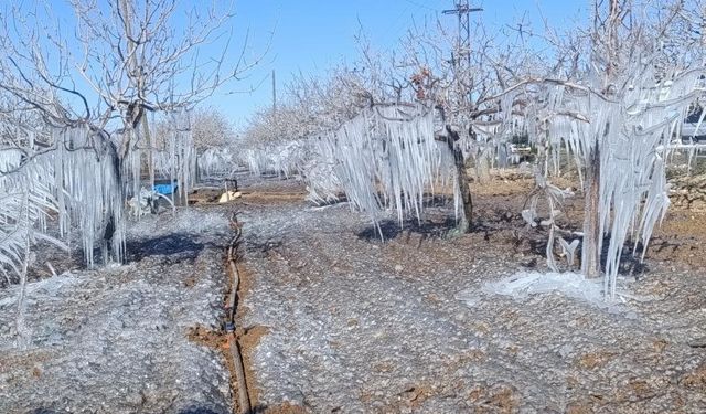 Adıyaman’da fıstık bahçesi buz tuttu