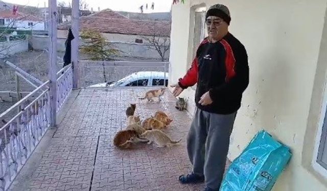 Bahçesindeki kedilere bakmak için seferber oldu