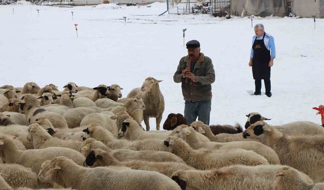 Emektar çoban koyunlara yaz kış kaval çalıyor