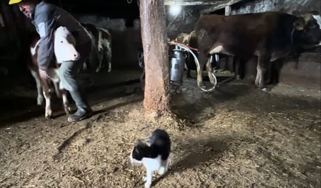 En renkli ahır bakımı: Hayvanlarını böyle yetiştiriyor