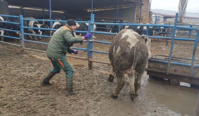 Ereğli’de şap hastalığına karşı mücadele sürüyor