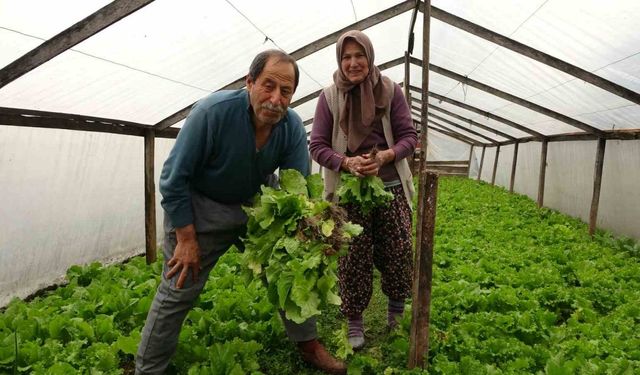 Eşi ile birlikte ürettiği marulları müşterilerini dahi görmeden satıyor