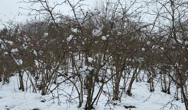 Giresun Ziraat Odası Başkanı Nurittin Karan, zirai don riskine karşı uyardı