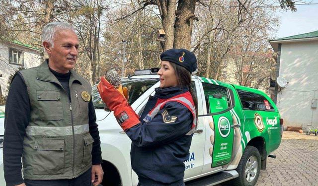 HAYDİ ekibi tarafından bulunan yaralı atmaca DKMP’ye teslim edildi