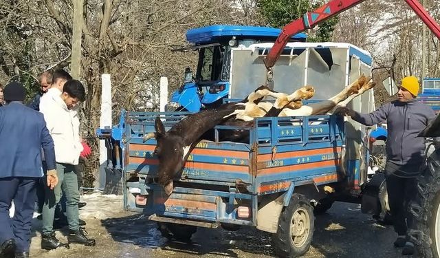 Ordu’da ahırda çıkan yangında 5 büyükbaş hayvan telef oldu