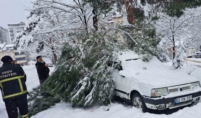 Ordu’da kar yağışı nedeniyle 2 noktada ağaç yıkıldı