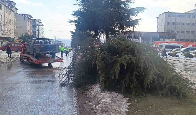 Ordu’da kontrolden çıkan pikap ağaca çarptı: 1 yaralı