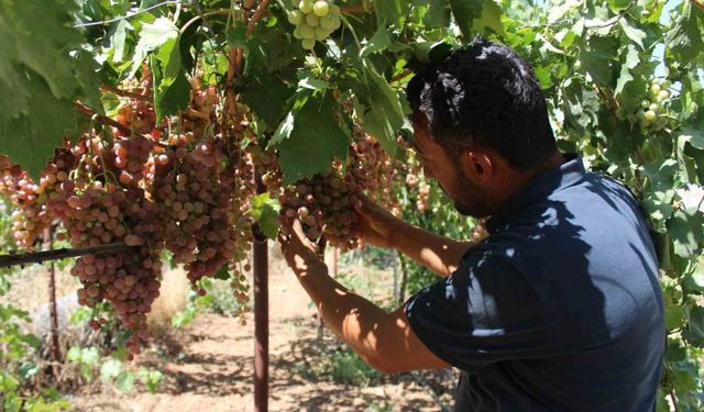 Siirt, Türkiye üzümü üretiminde ilk 10’a yükseldi