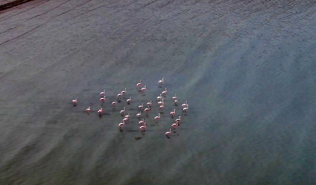 Van Gölü havzasını seven flamingolar kışın da gitmedi