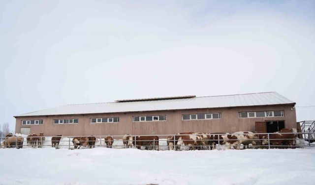 130 büyükbaş hayvan ile günlük 1 ton süt üretiliyor